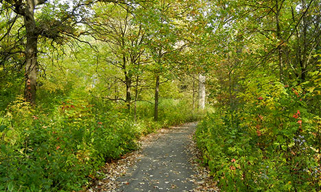 path at Emily Oaks Nature Center
